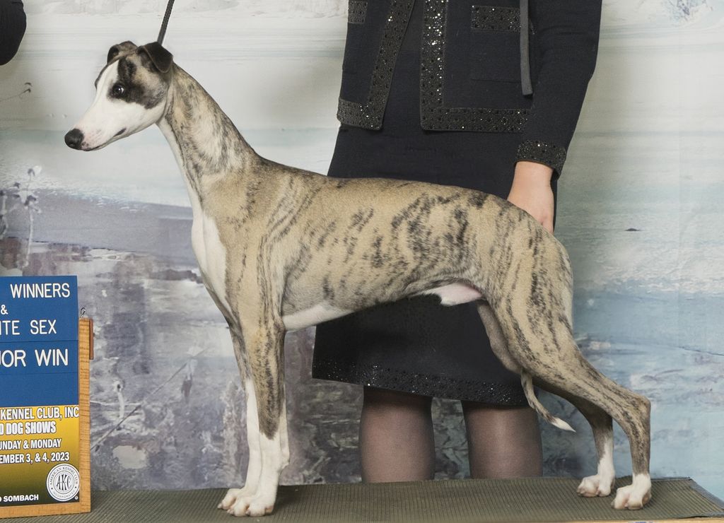 Ch. Pinnacle Lollapalooza