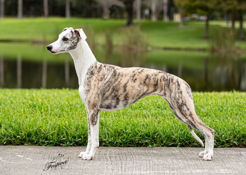 AKC Champion Whippet Festiva Chills and Thrills
