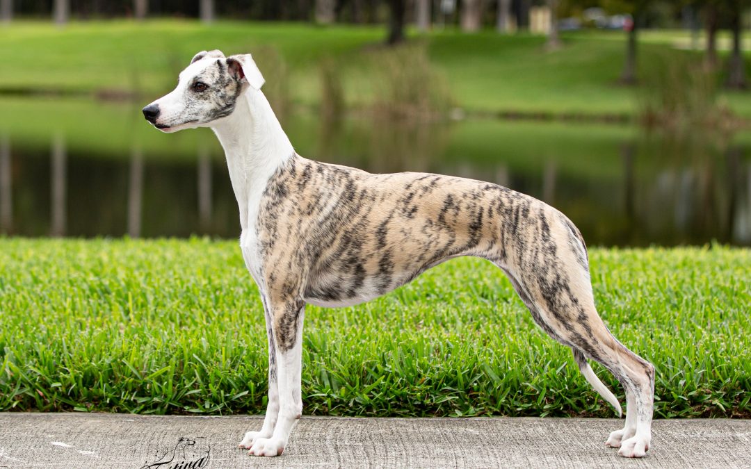 Festiva Whippet Litter 2025