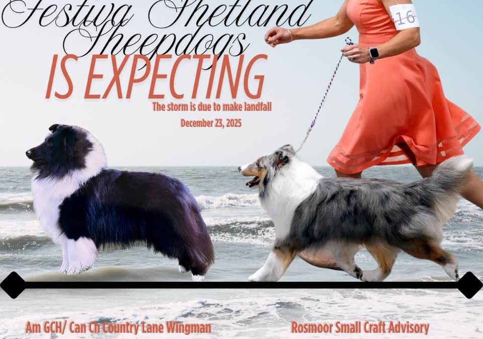 Festiva Shetland Sheepdog Litter 2025