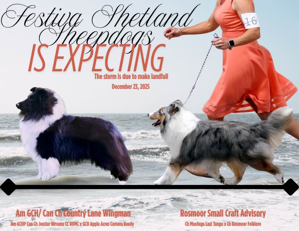 Festiva Shetland Sheepdog December 2025 Puppies 